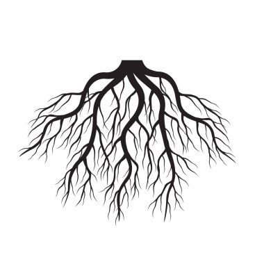 Siyah kökleri. Vektör çizim.