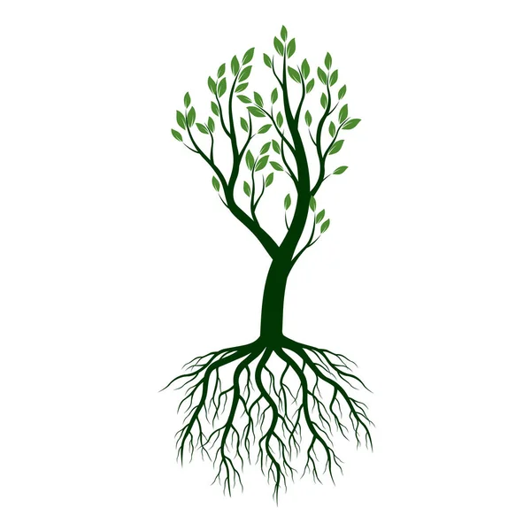 Πράσινο δέντρο με τις ρίζες. Εικονογράφηση διάνυσμα. — Διανυσματικό Αρχείο
