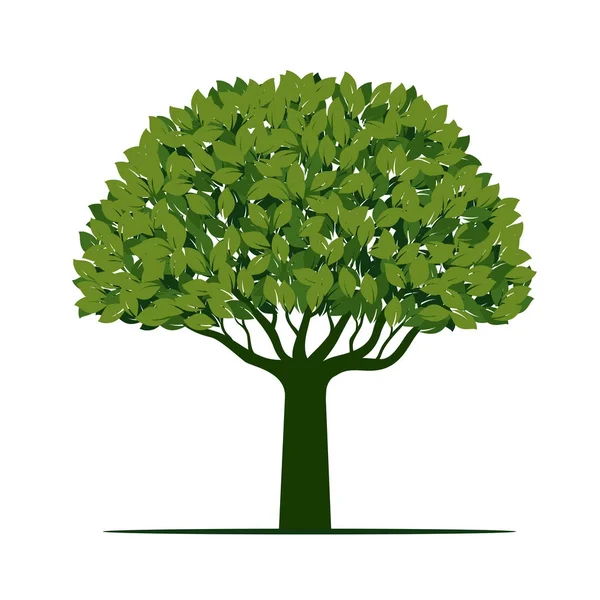 Árvore verde grande com folhas. Ilustração vetorial . —  Vetores de Stock