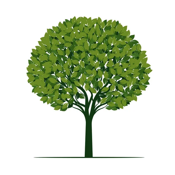 Yapraklı yeşil ağaç. vektör illüstrasyonu. — Stok Vektör