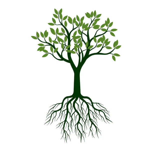 Árbol verde con hojas y raíces. Ilustración vectorial . — Vector de stock