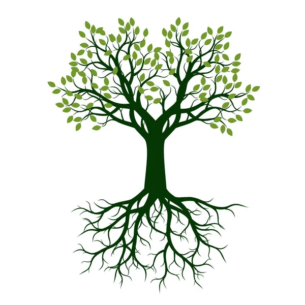 Hermoso árbol verde con hojas. Ilustración vectorial . — Vector de stock