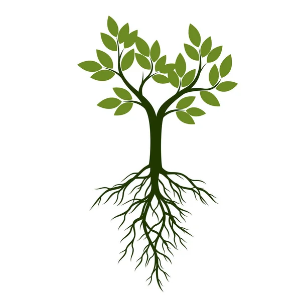 Grüner Baum mit Blättern und Wurzeln. Vektorillustration. — Stockvektor