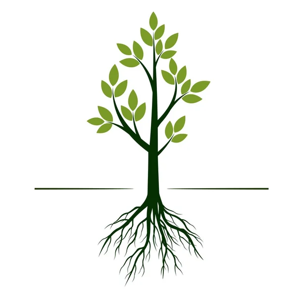 Grüner Baum mit Blättern und Wurzeln. Vektorillustration. — Stockvektor