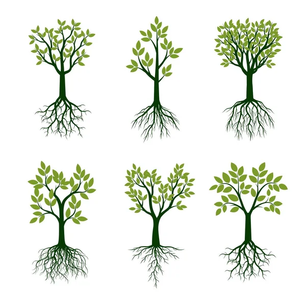 Set verde primavera alberi con radici. Illustrazione vettoriale . — Vettoriale Stock