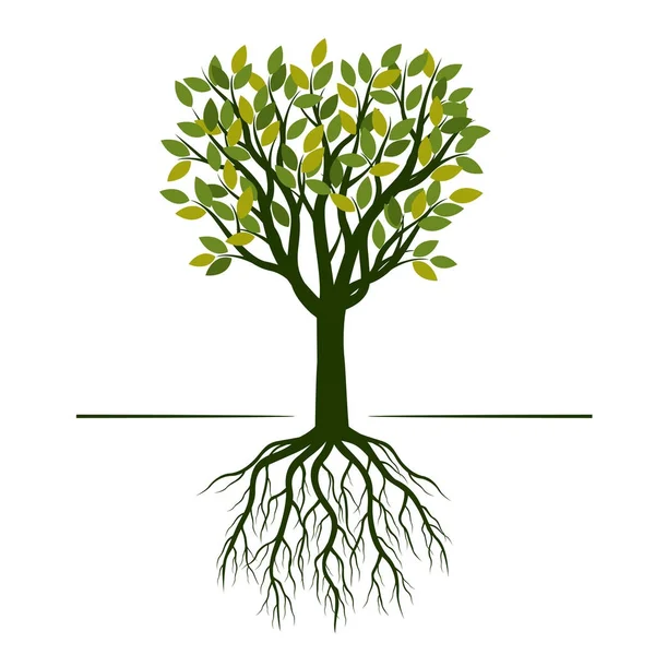 Groene boom met bladeren en wortels. Vectorillustratie. — Stockvector