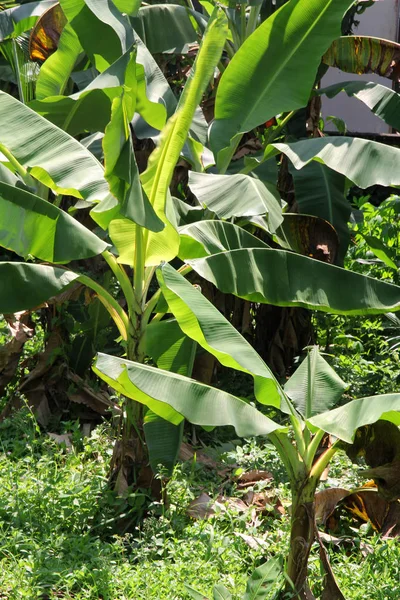 Árboles de plátano verde joven. Isla Phuket. Bangtao Tailandia —  Fotos de Stock