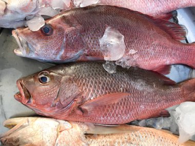 Taze balık red snapper pazarında buz koymak. Phuket Tayland.