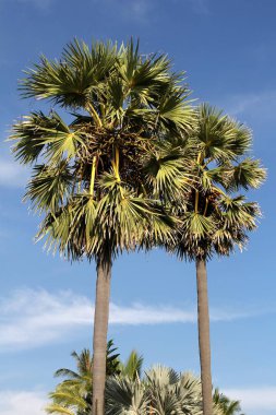 Güzel palmiye ağaçları. Phuket Tayland.
