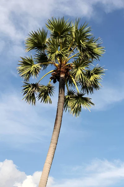 Prachtige palmbomen. Phuket in Thailand. — Stockfoto