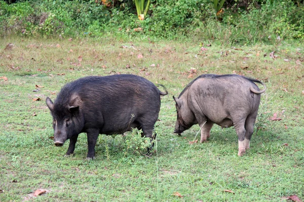 Dois porcos selvagens no parque. Phuket na Tailândia . — Fotografia de Stock