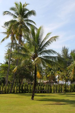 Hindistan cevizi avuç içi mavi gökyüzü üzerinde. Doğa ve tatil Tayland.