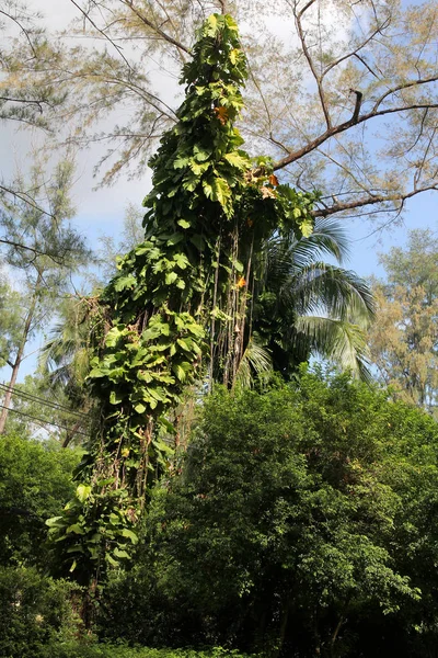 Hermoso árbol e hiedra silvestre en el jardín. Phuket en Tailandia . —  Fotos de Stock