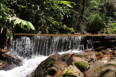 Phuket, Tayland için tropikal orman. Şelale Milli Parkı içinde.