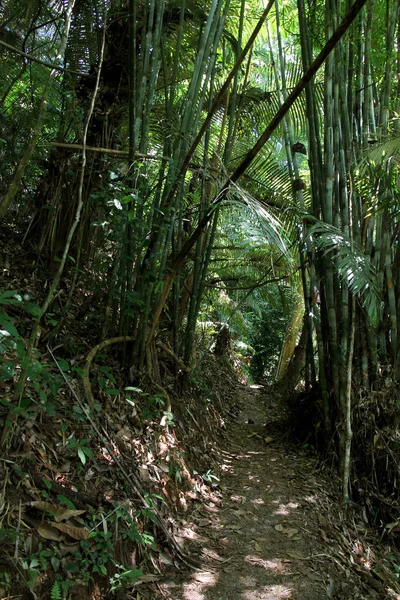 Selva tropical en Phuket, Tailandia. Bosque de Bamooo y Parque Nacional . —  Fotos de Stock