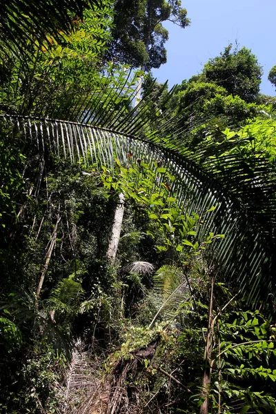 Selva tropical en Phuket, Tailandia. Árboles tropicales en el Parque Nacional . —  Fotos de Stock