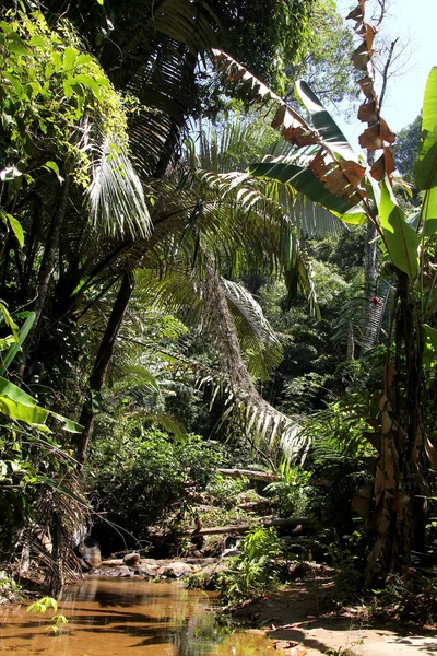 Selva tropical en Phuket, Tailandia. Plantas y árboles en el Parque Nacional —  Fotos de Stock