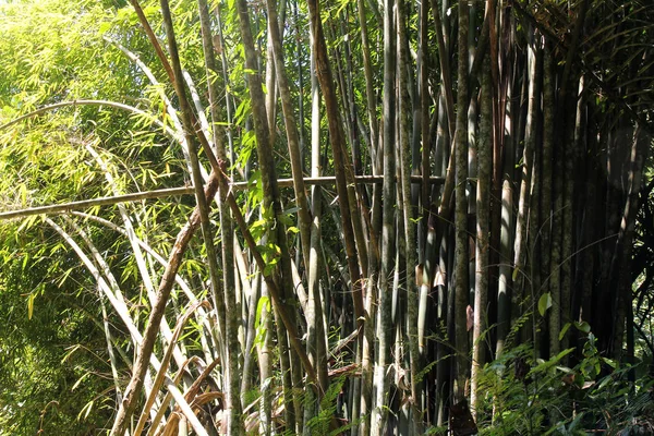 Tropische jungle in Phuket, Thailand. Bamboe bos en Nationaal Park — Stockfoto