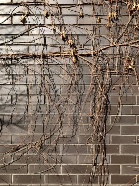 Kahverengi klinker duvar ve kuru Ivy paslı doku.