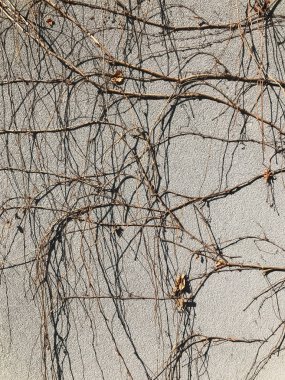 Paslı doku gri duvar ve kuru Ivy. Detay ve dekorasyon.