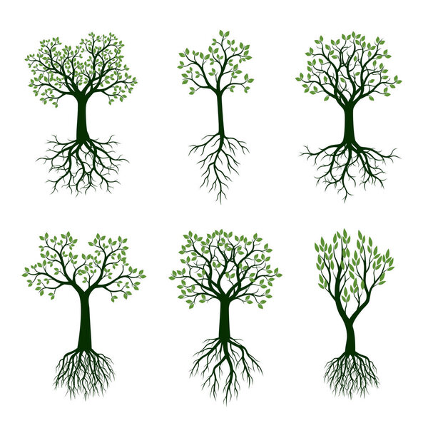 Set of Green Spring Trees with Leaves and Roots. Vector Illustration