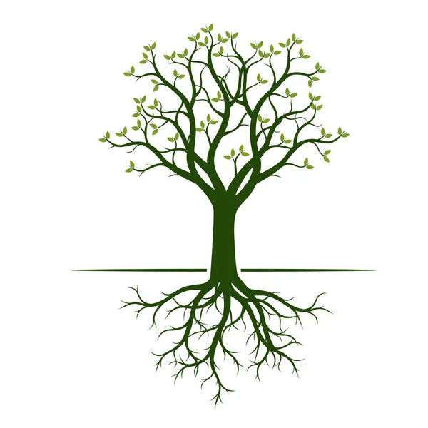 Zelený strom s listy a kořeny. Vektorové ilustrace a grafiky — Stockový vektor