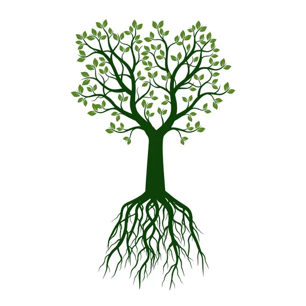 Зеленое дерево с листьями и корнями. Векторная иллюстрация и графика — стоковый вектор