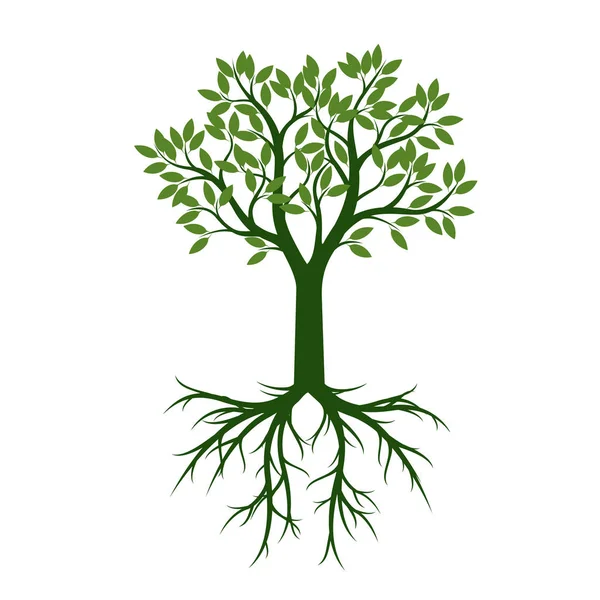緑の木は、葉と根を持つ。イラストやグラフィックをベクトルします。 — ストックベクタ