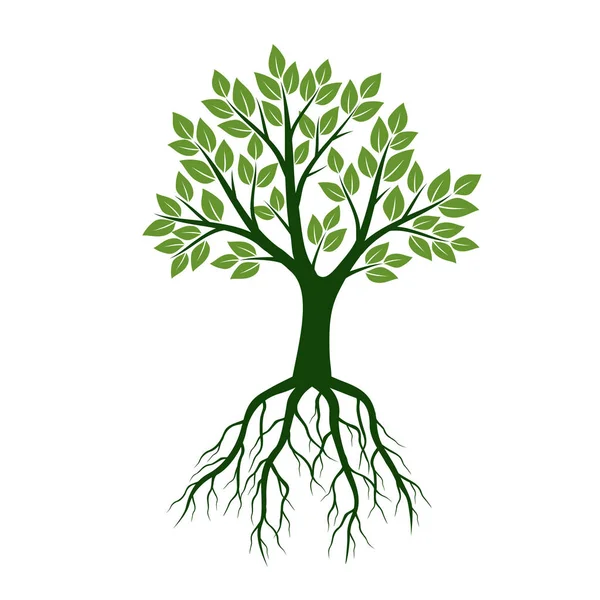 Green Tree with Leaves and Roots. Vector Illustration and graphic — Stock Vector