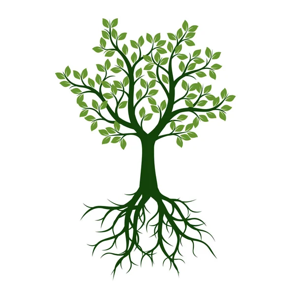 Green Tree with Leaves and Roots. Vector Illustration and graphic — Stock Vector