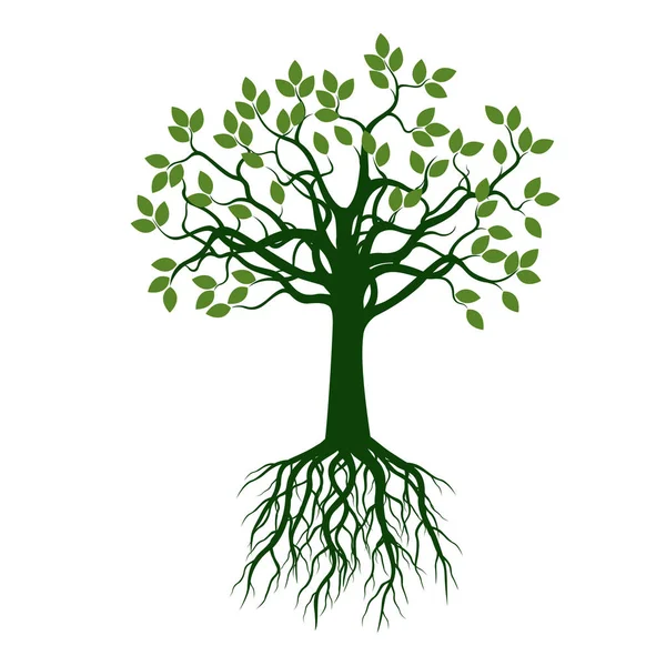 Árbol verde con hojas y raíces. Ilustración vectorial — Vector de stock