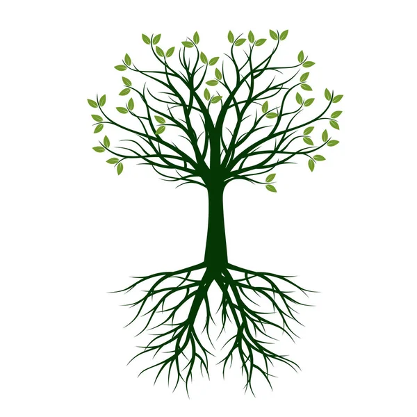 Árbol verde con raíz. Ilustración vectorial . — Vector de stock