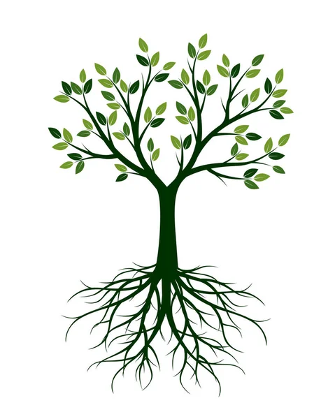 Grüner Baum mit Blättern und Wurzeln. Vektorillustration und Grafik — Stockvektor