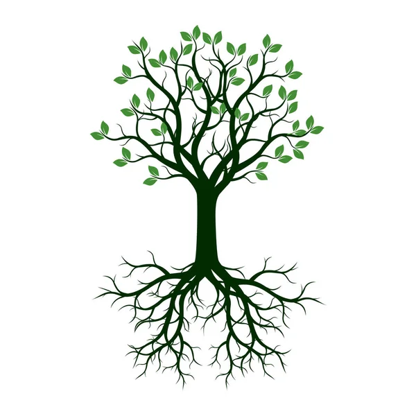 Árbol verde con raíces. Ilustración vectorial . — Vector de stock