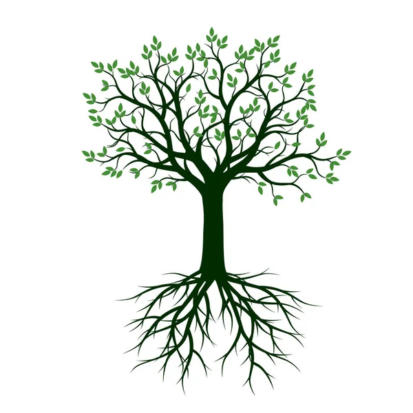Zelený strom s kořeny. Vektorové ilustrace. — Stockový vektor