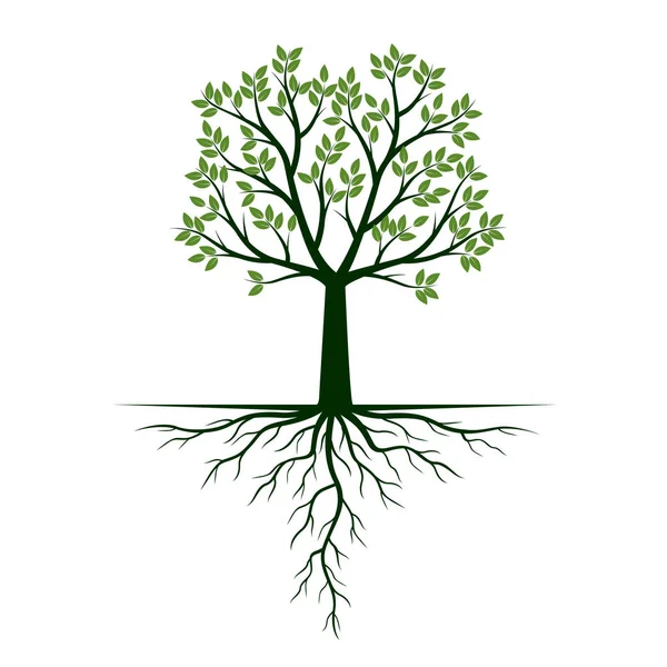 Árbol verde con raíces. Ilustración vectorial . — Vector de stock