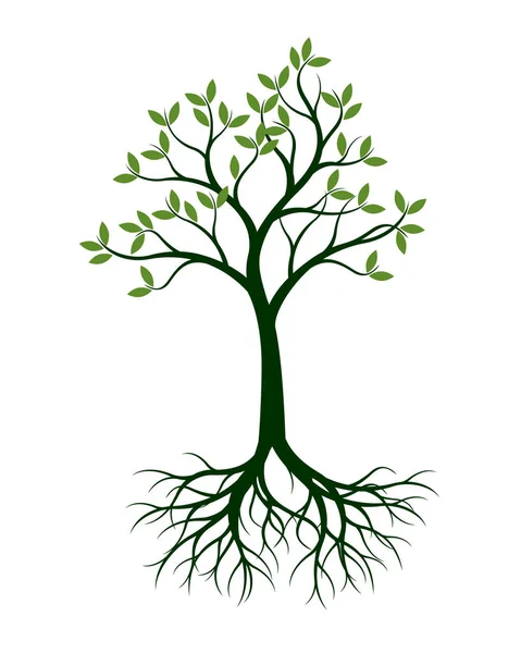 Arbre vert avec feuilles et racines. Illustration vectorielle . — Image vectorielle