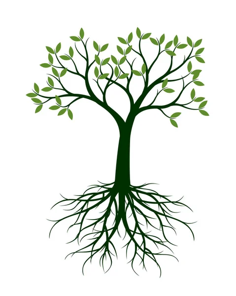 Зеленое дерево с листьями и корнями. Векторная миграция . — стоковый вектор