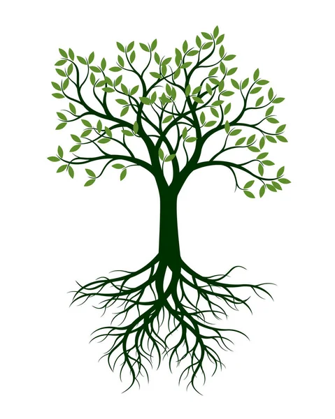Зеленое дерево с листьями и корнем. Векторная миграция . — стоковый вектор