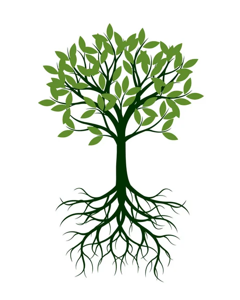 Arbre vert avec feuilles et racines. Illustration vectorielle . — Image vectorielle