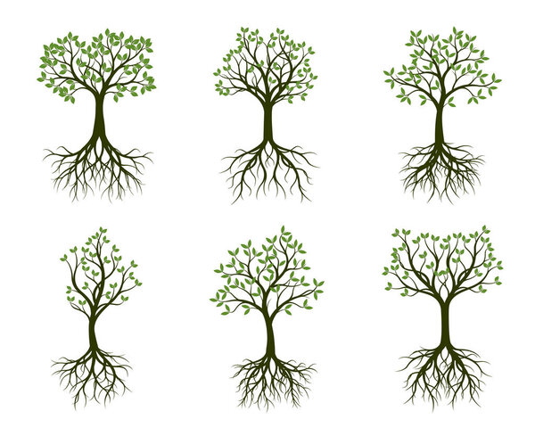 Set of green Trees with Leavesa nd root. Vector Illustration. Plants and garden.