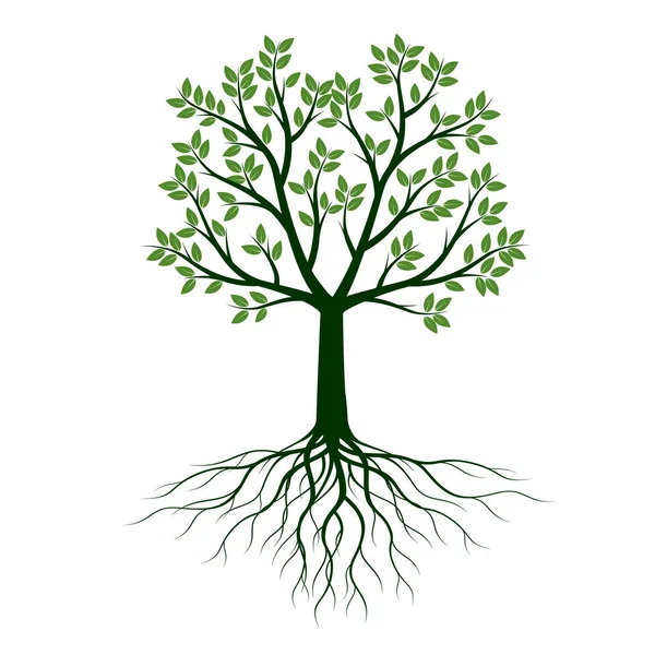 Forma Verde Del Árbol Con Hojas Raíces Esquema Vectorial Ilustración — Vector de stock