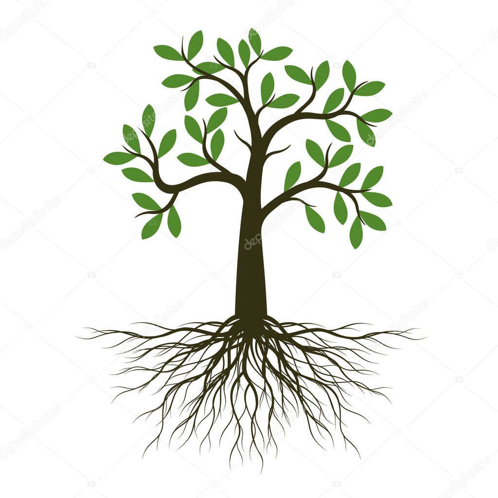 Green shape of Tree with Leaves and Roots. Vector outline Illustration. Plant in Garden.