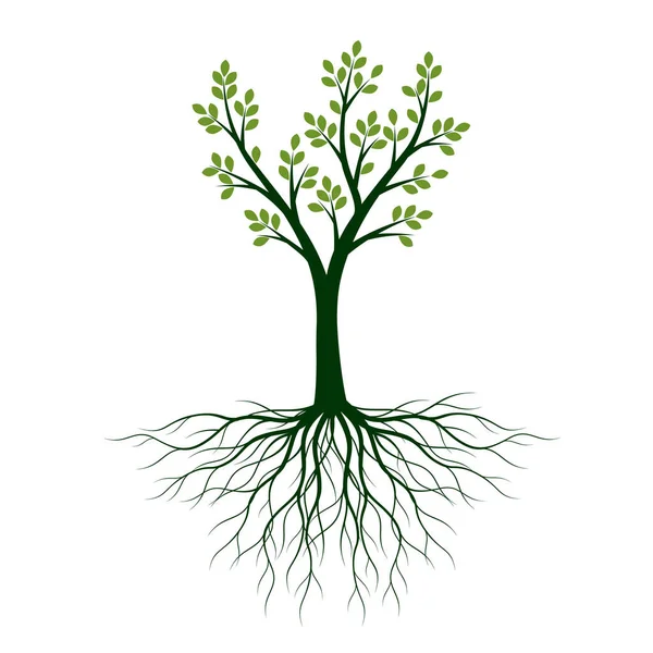 葉と根を持つ緑の木 ベクトル概要イラスト ガーデンに工場 — ストックベクタ