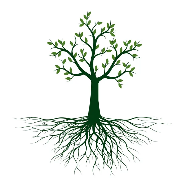 Árbol Verde Con Hojas Esquema Vectorial Ilustración Planta Jardín — Vector de stock