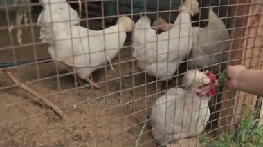 Kafeste oturan tavuk