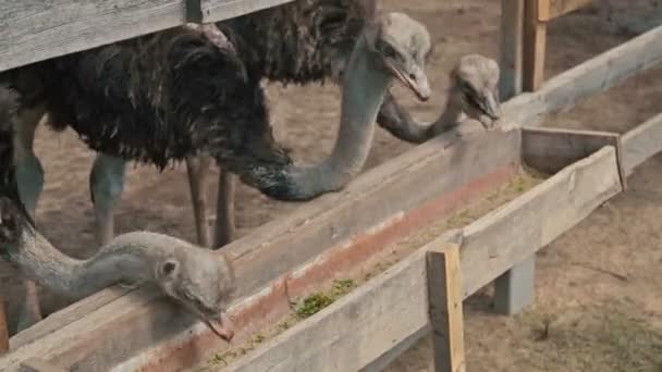 Grupo de avestruces comen del comedero en una granja de avestruces — Vídeo de stock