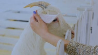 Bir keçi okşayarak kadın