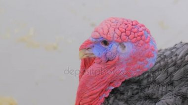 Yerli Türkiye'nin atış kapatın