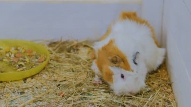 Eskiden şiling şimdi domuz saman hayvanat bahçesinde yemek